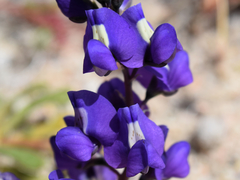Lupinus odoratus