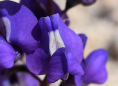 Lupinus odoratus