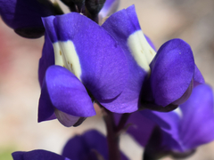 Lupinus odoratus