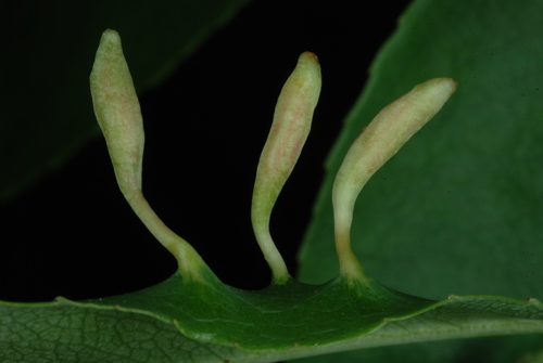 Black Cherry Leaf Gall Mite
