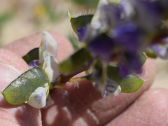 Lupinus odoratus