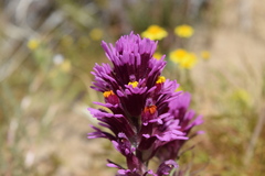 Castilleja exserta venusta