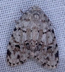 Aglossa costiferalis