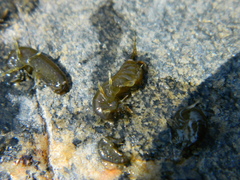 Gammarus oceanicus