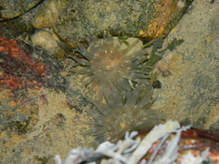 Aulactinia stella