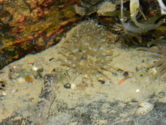 Aulactinia stella