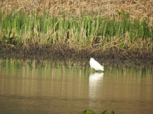 Snowy Egret photographed in Pennsylvania