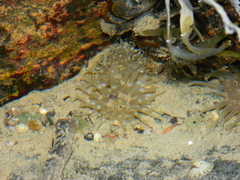 Aulactinia stella