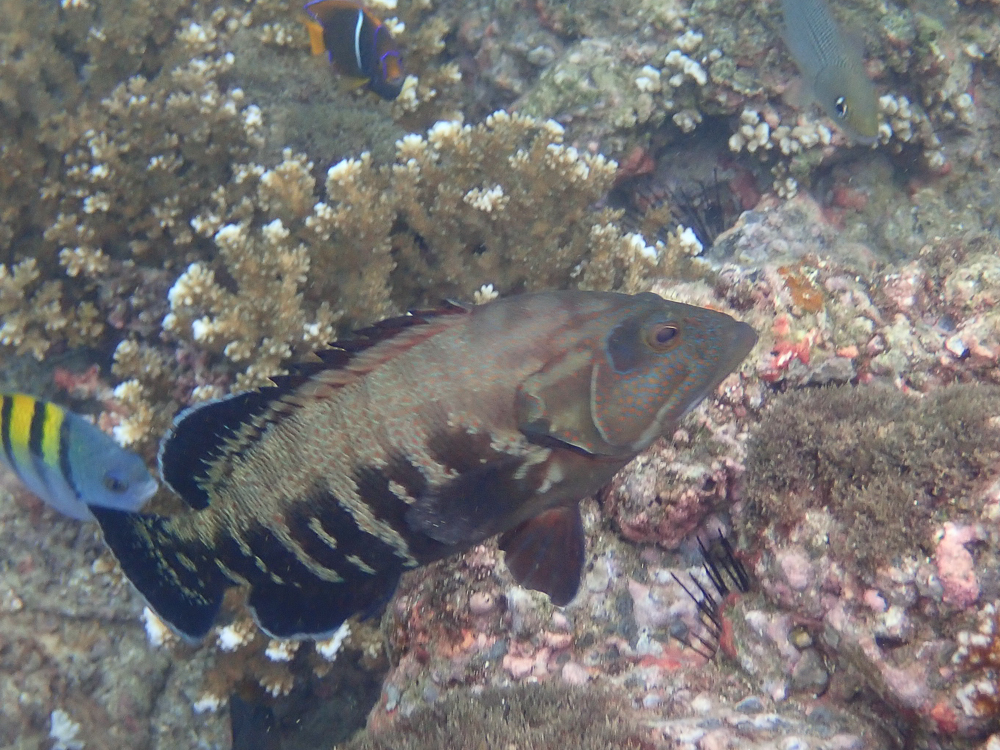 Pacific Graysby