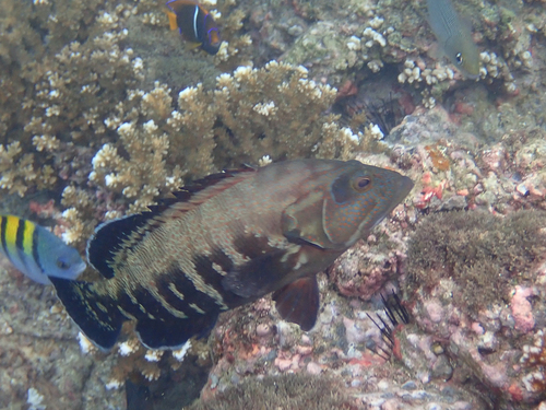 Pacific Graysby