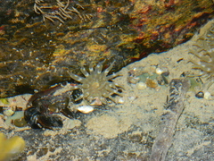 Aulactinia stella