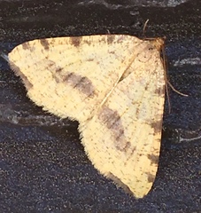 Macaria occiduaria