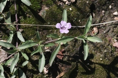Dyschoriste decumbens