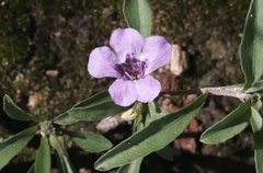 Dyschoriste decumbens