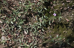 Dyschoriste decumbens