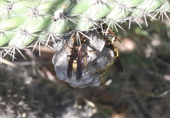 Mischocyttarus navajo