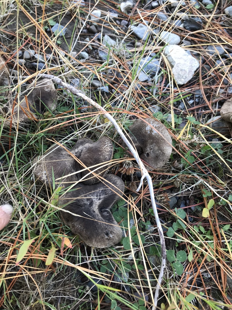 Tricholoma terreum · May 2025 · photo: © fuligogirl (iNaturalist, cc-by)