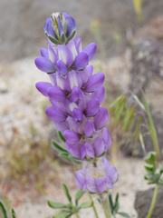 Lupinus microcarpus horizontalis