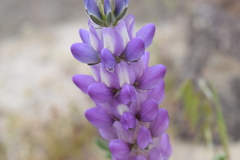 Lupinus microcarpus horizontalis