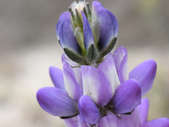 Lupinus microcarpus horizontalis