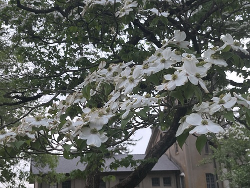 Flowering Dogwood