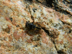 Sericomyia lata