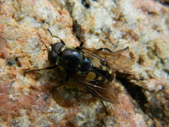 Sericomyia lata