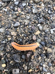 Cimbicidae