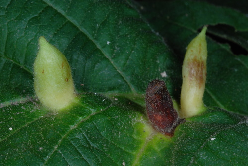 Witch-hazel Cone Gall Aphid photo 6