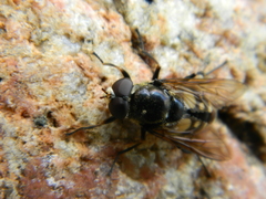 Sericomyia lata