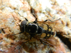 Sericomyia lata