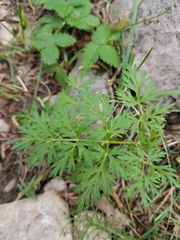Conioselinum