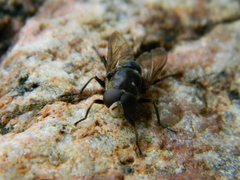 Sericomyia lata