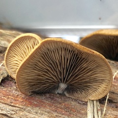 Deconica horizontalis