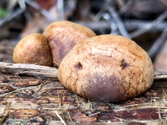 Deconica horizontalis