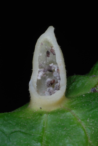 Witch-hazel Cone Gall Aphid photo 3