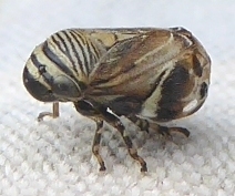 Clastoptera lineatocollis