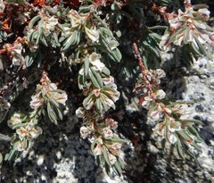 Polygonum shastense