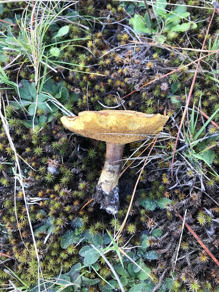 Suillus luteus · May 2025 · photo: © fuligogirl (iNaturalist, cc-by)