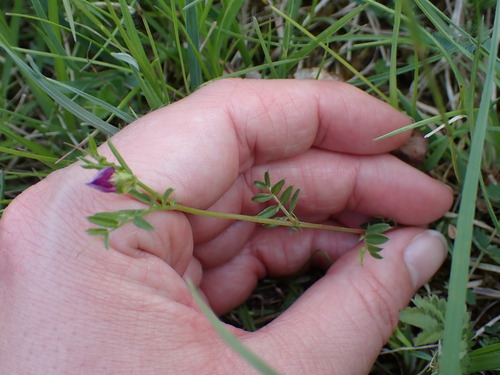 Vicia lathyroides iNat (2)