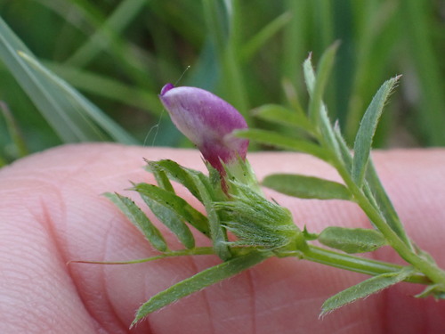 Image of Vicia lathyroides by no rights reserved