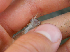 Wecomedon nobilis