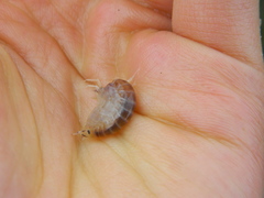 Wecomedon nobilis