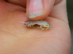Wecomedon nobilis