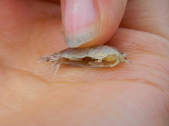 Wecomedon nobilis