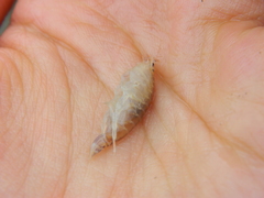 Wecomedon nobilis