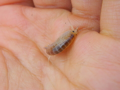 Wecomedon nobilis