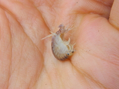 Wecomedon nobilis