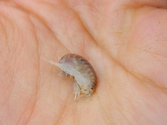 Wecomedon nobilis