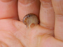 Wecomedon nobilis